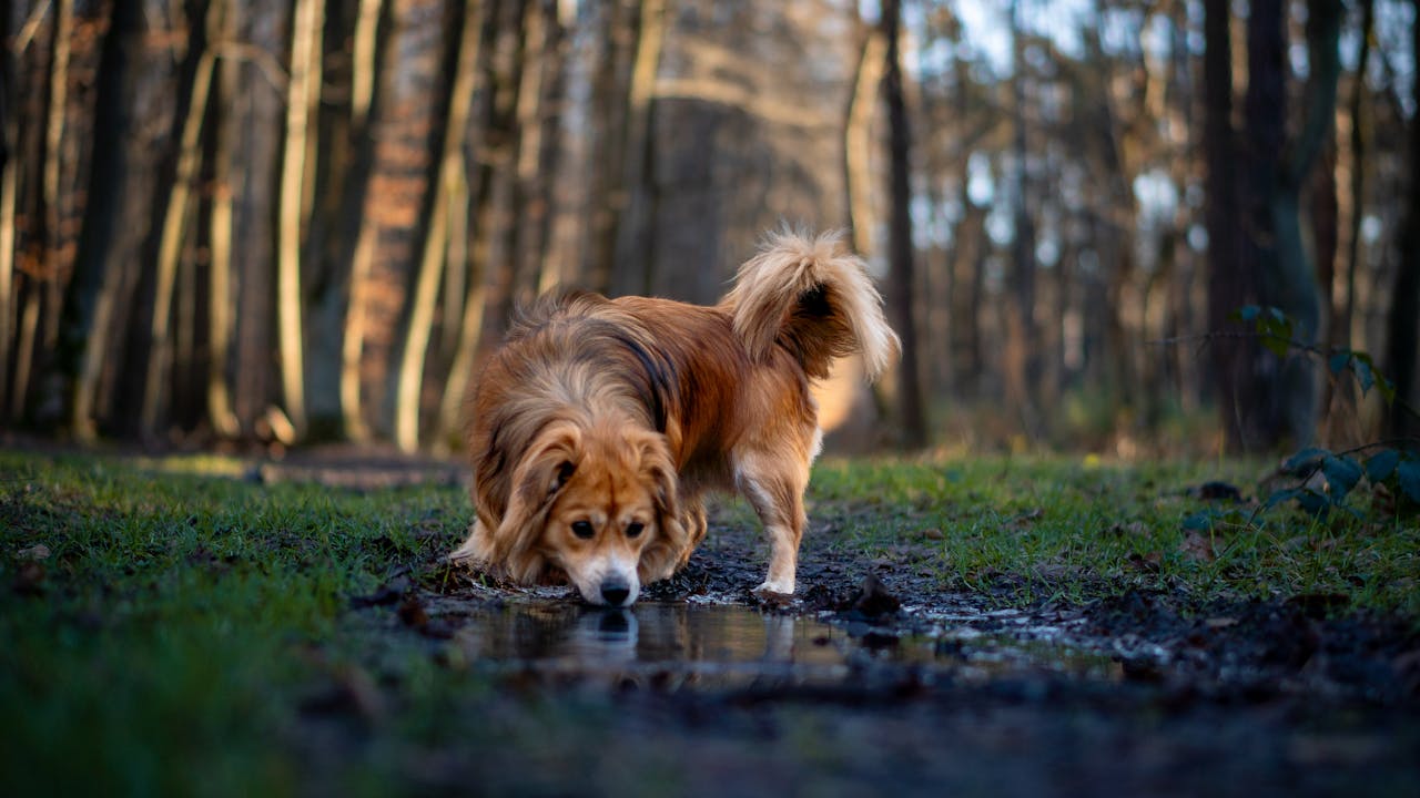 Why Does My Dog Drink From Weird Places?