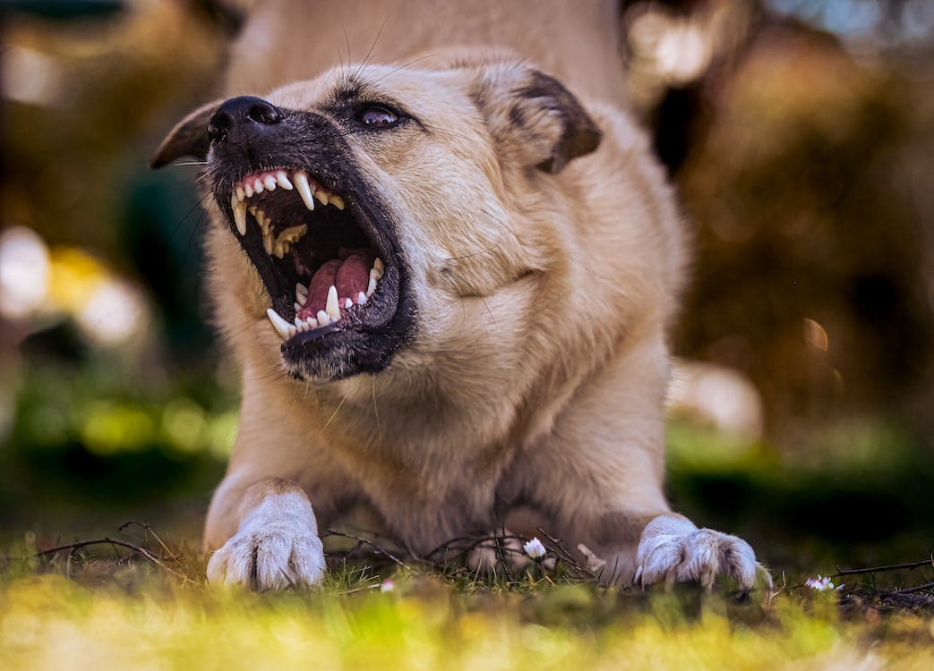 My Dog Bit Me  — Now What Do I Do?