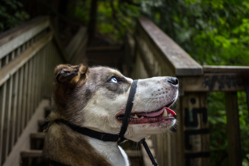 Head Halters: The Device, the Uses and the Controversy