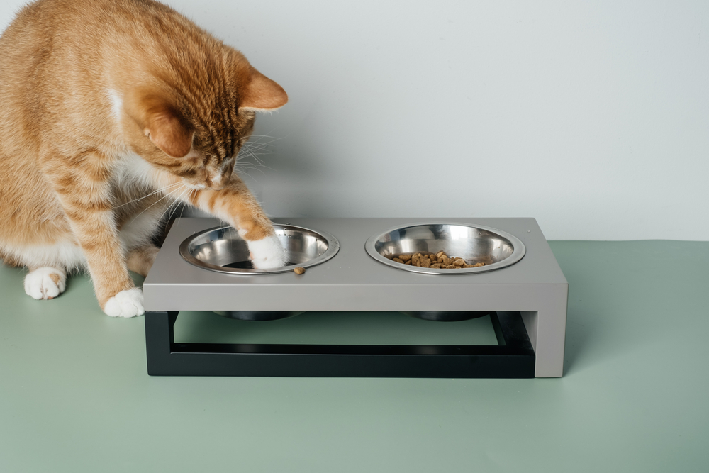 Why Does My Cat... Paw at Her Water Dish?