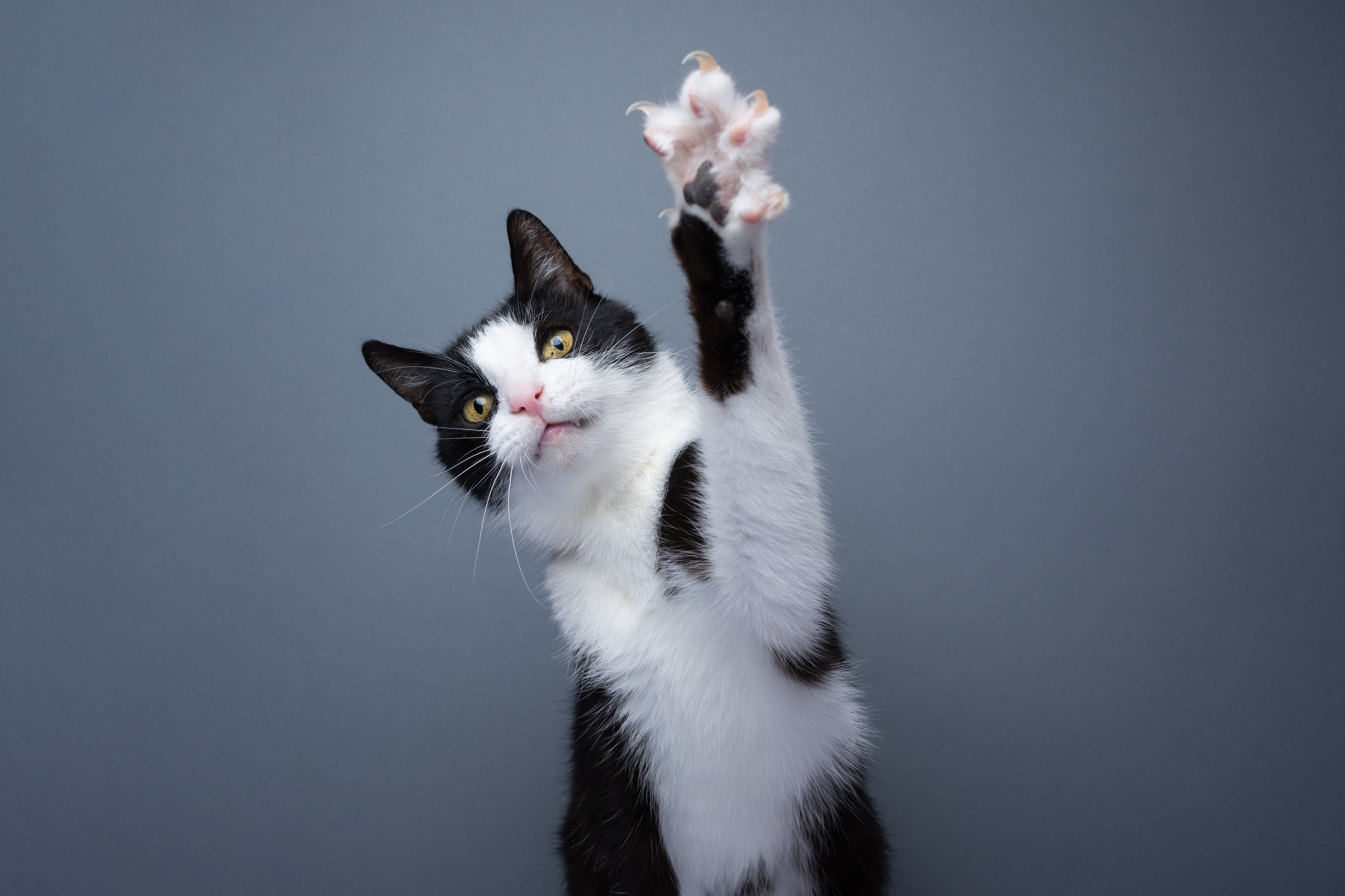 ¿Por Qué a Mi Gato… Se Le Caen las Garras?