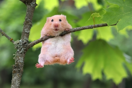 8 Things You Should Know About the Cuddly and Popular Hamster