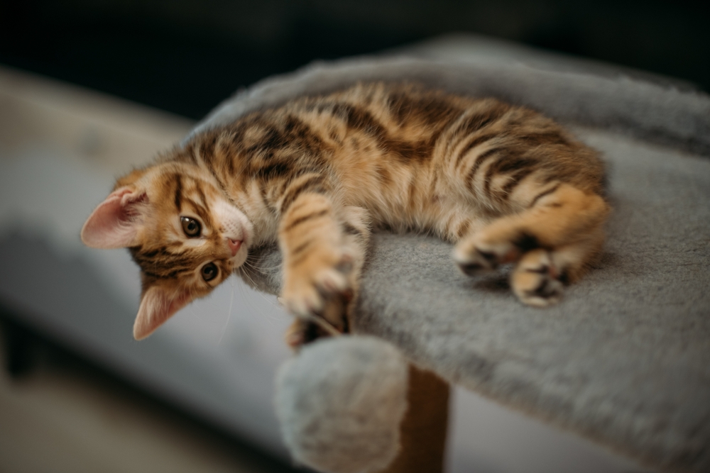 The Most Popular Kitten Names