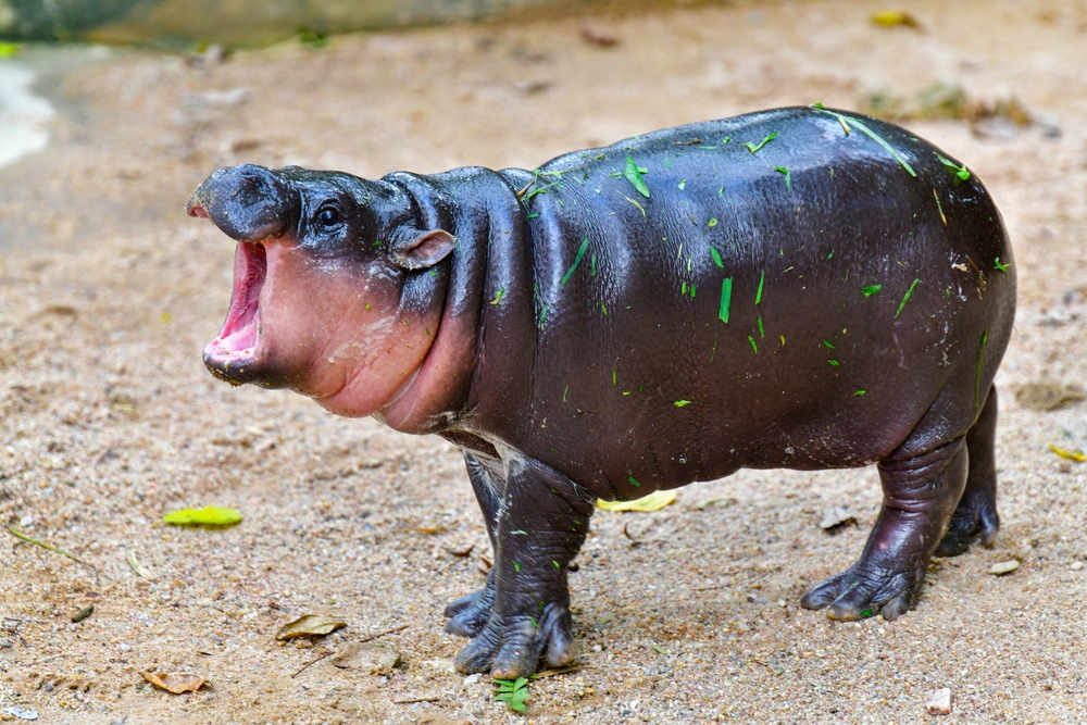 The Cutest Zoo Babies