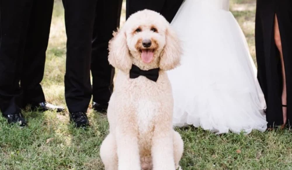 Black Dog Bow Tie