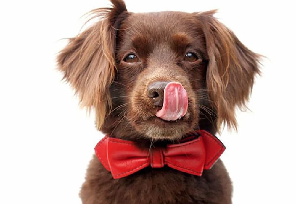 LuxeMutt® Martini Bow Tie Leather Dog Collar