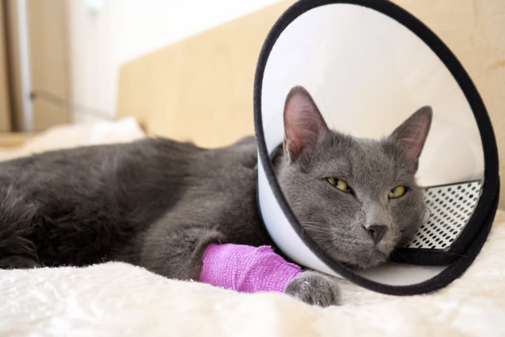 cat in cone with purple bandage around it's front leg