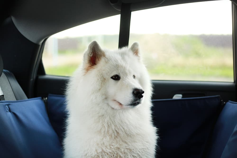 10 Best Dog Car Hammocks of 2025