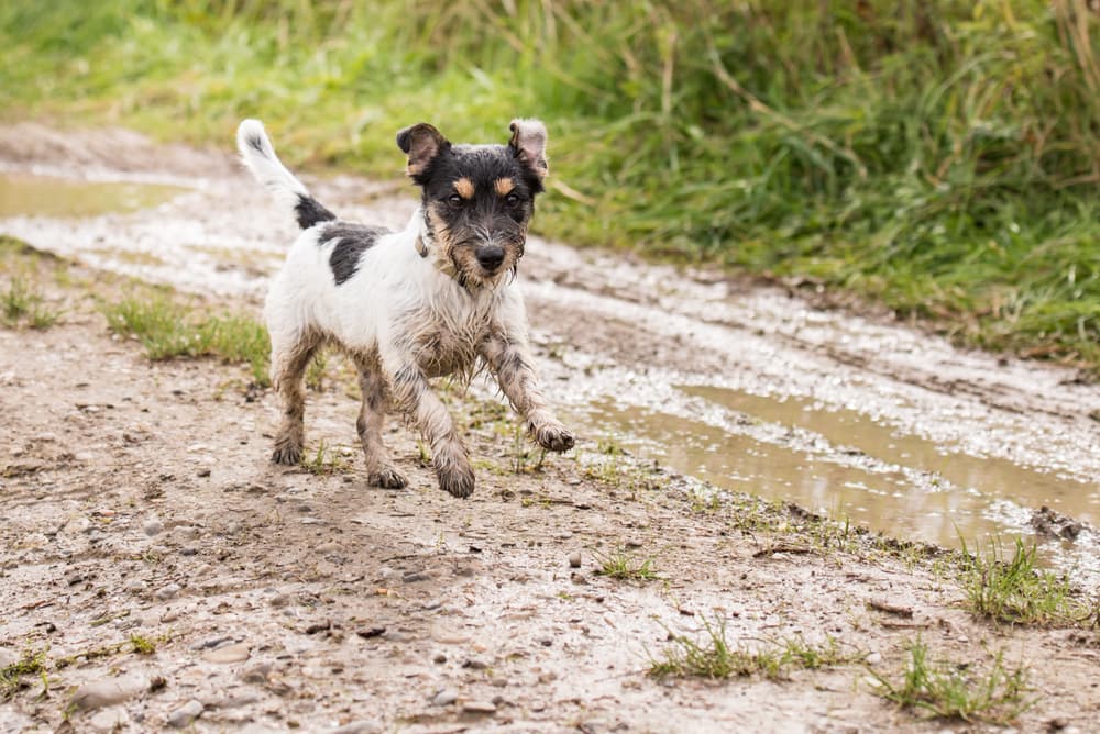 5 Best Dog Paw Cleaners and Washers of 2025