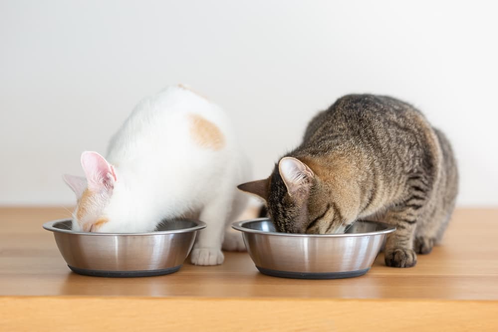 two cats eating side by side