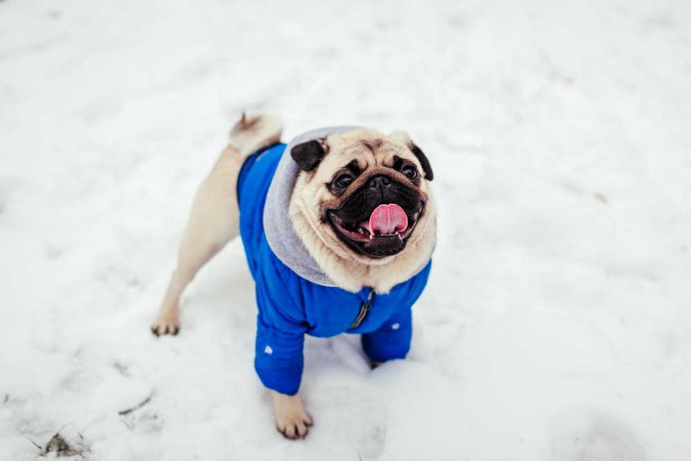 pug in blue snowsuit outside in the snow