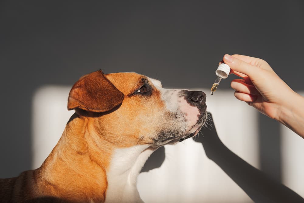 Anxiety Supplements for Dogs: 8 to Consider
