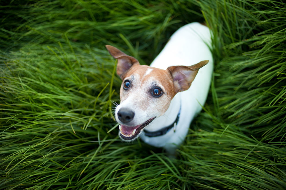 13 Vetstreet Approved Joint Supplements For Dogs
