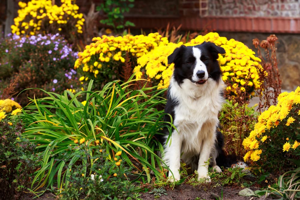 Happy dog sitting in a garden