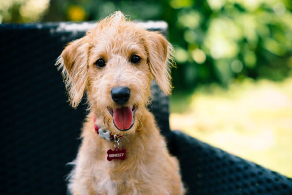 Dog smiling outside seat