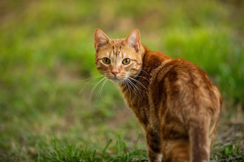 orange outdoor cat looks at the camera