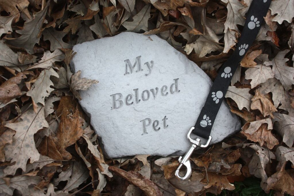 My beloved pet saying goodbye to my dog