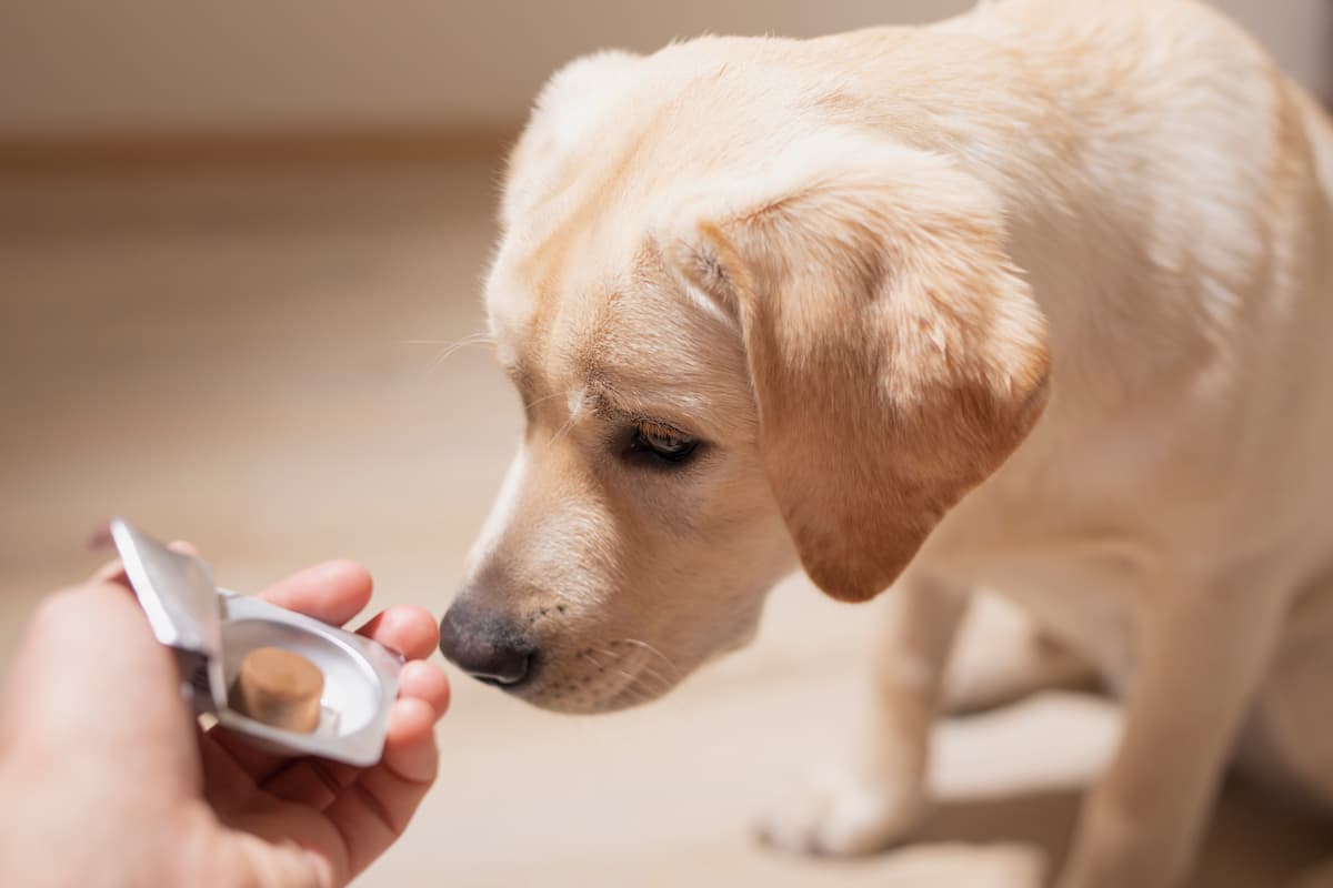 Vetsteet's Top 10 Picks: Flea and Tick Medicine for Dogs