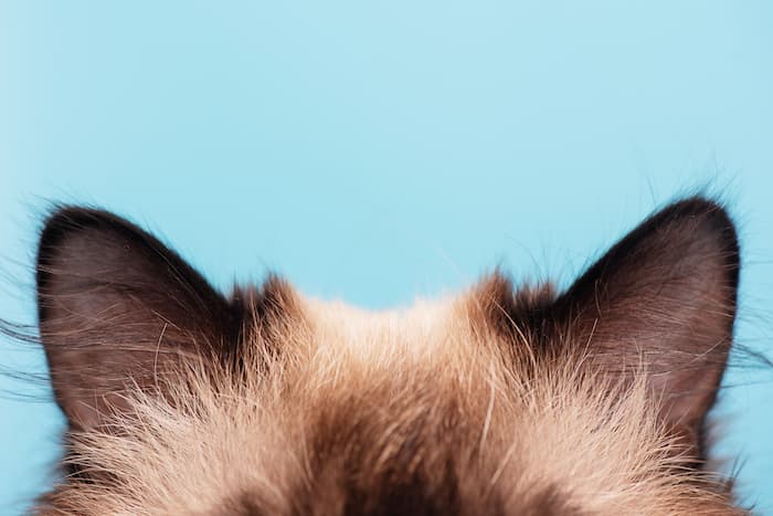 Close up image of Siamese cat ears sticking up in front of a blue background