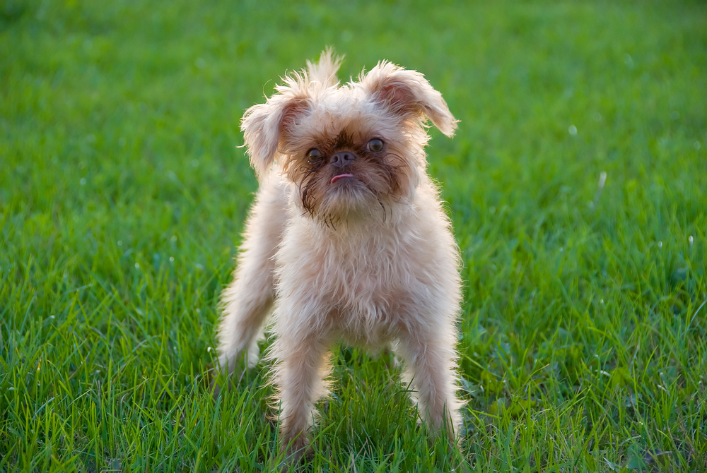 Griffon puppy at 7 months