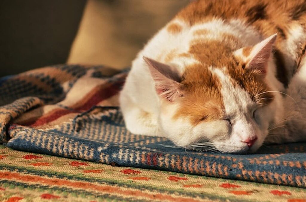 cat sleeping peacefully