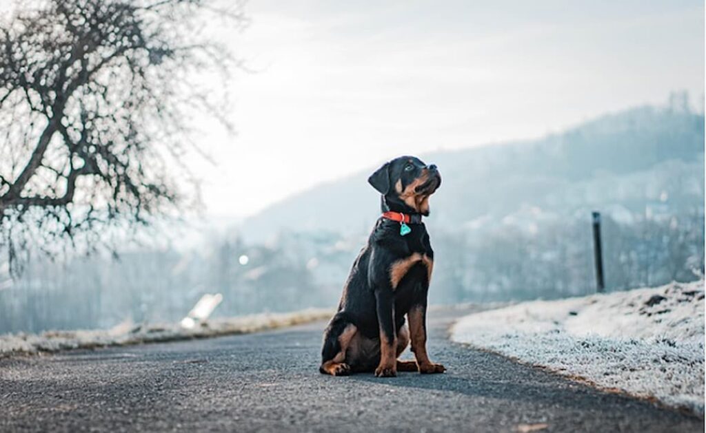 cute puppy sitting on the road looking up