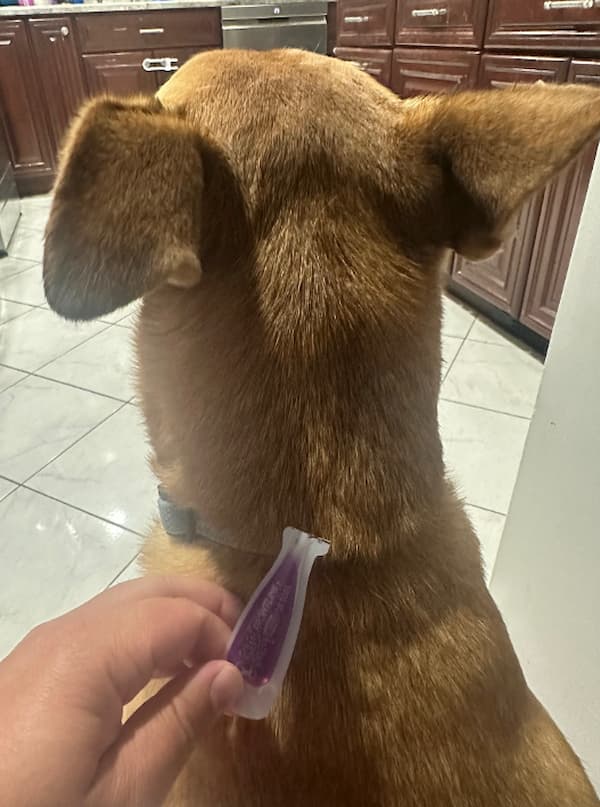 FRONTLINE Shield for Dogs as dog has application applied to back of the neck