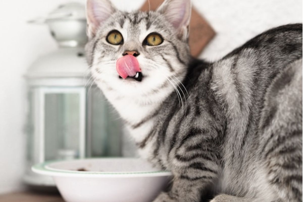 We Tried Tiki Cat’s Science-Based Line, Tiki Cat Solutions