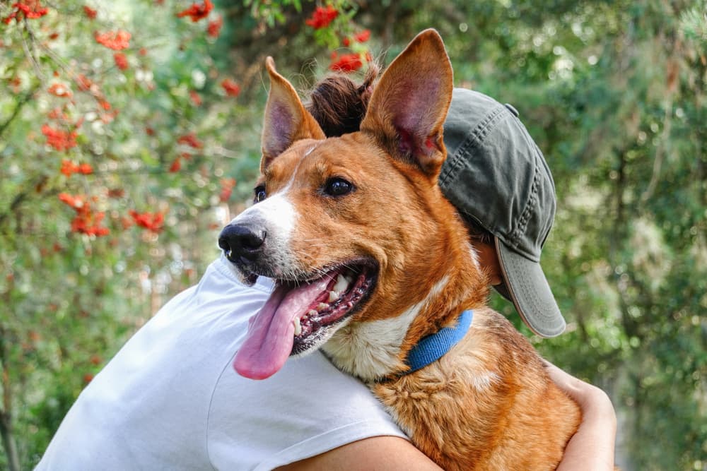 Lemonade Pet Insurance Review: How It Works and What It Covers